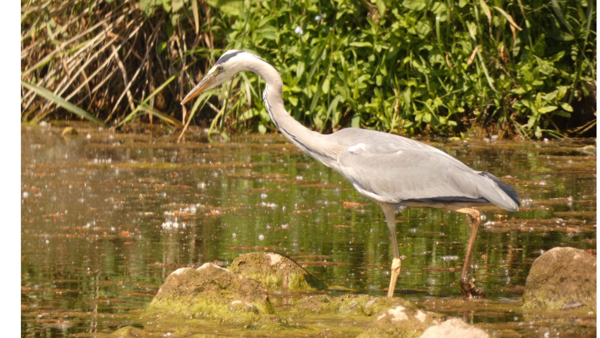 Fischen ohne Angelschein